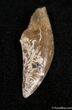 Inch Long Tyrannosaurid Tooth #1496-1